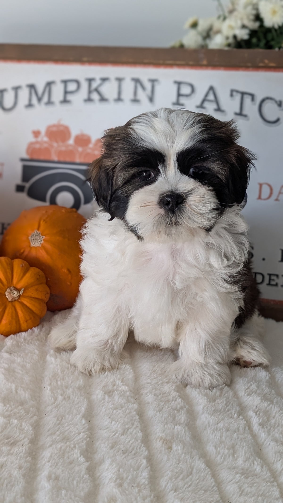 SHIH TZU (AUG 17) 2 FEMALES/3 MALES