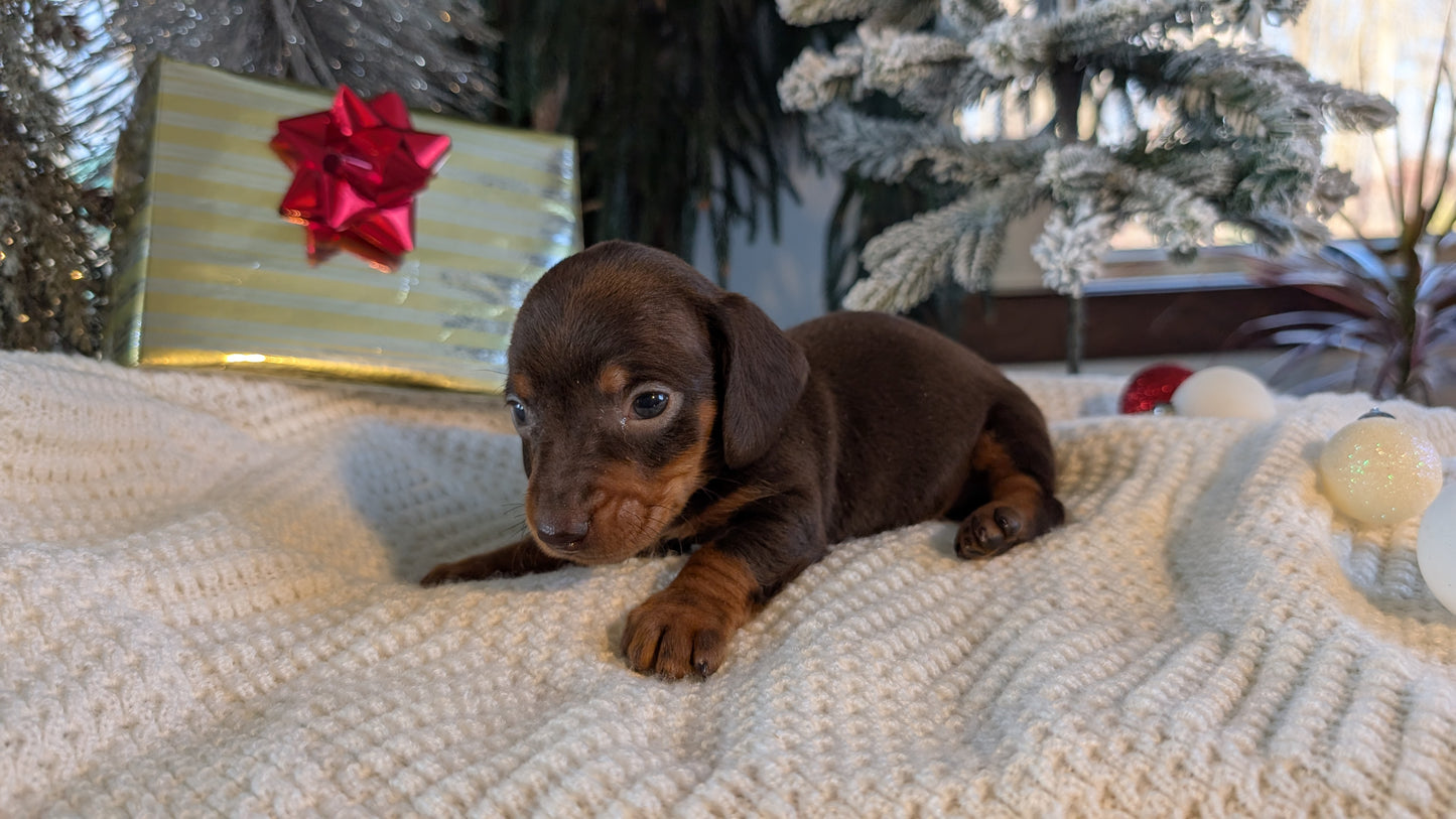 MINI DACHSHUND (NOV 16) MALES