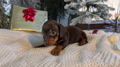 MINI DACHSHUND (NOV 16) MALES