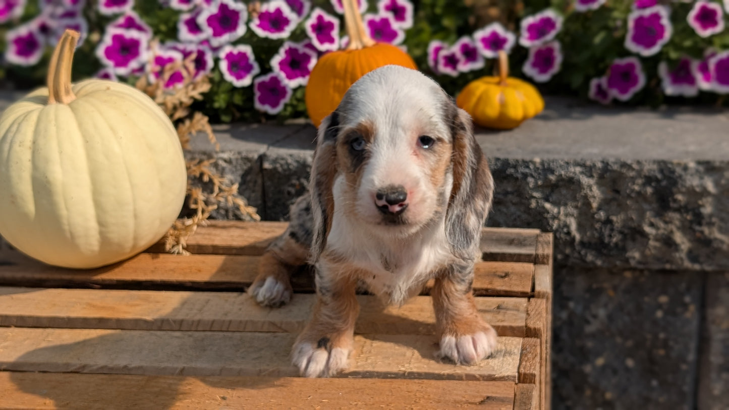 MINI DACHSHUND (08/19) FEMALE