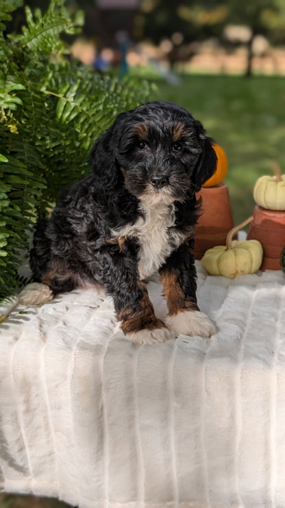 MINI BERNEDOODLE (08/06) FEMALE