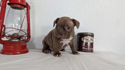 FRENCHTON (NOV 15) FEMALES