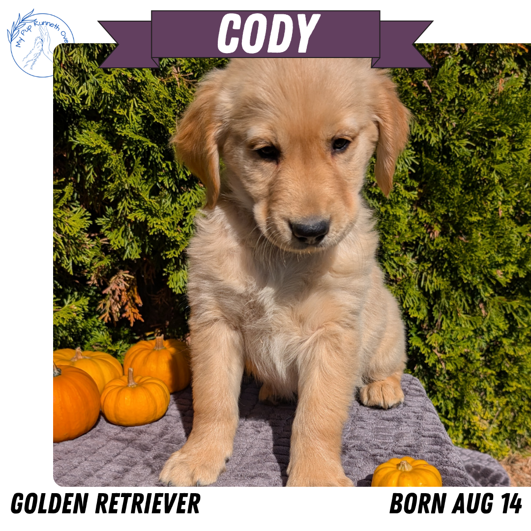 GOLDEN RETRIEVER (08/14) MALE