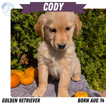 GOLDEN RETRIEVER (08/14) MALE