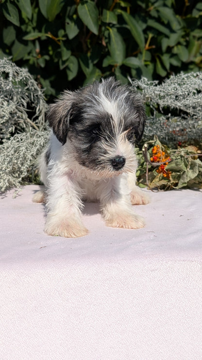 MINI SCHNAUZER (08/06) FEMALE