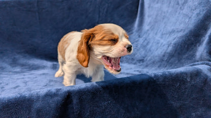 CAVALIER (05/19) MALE