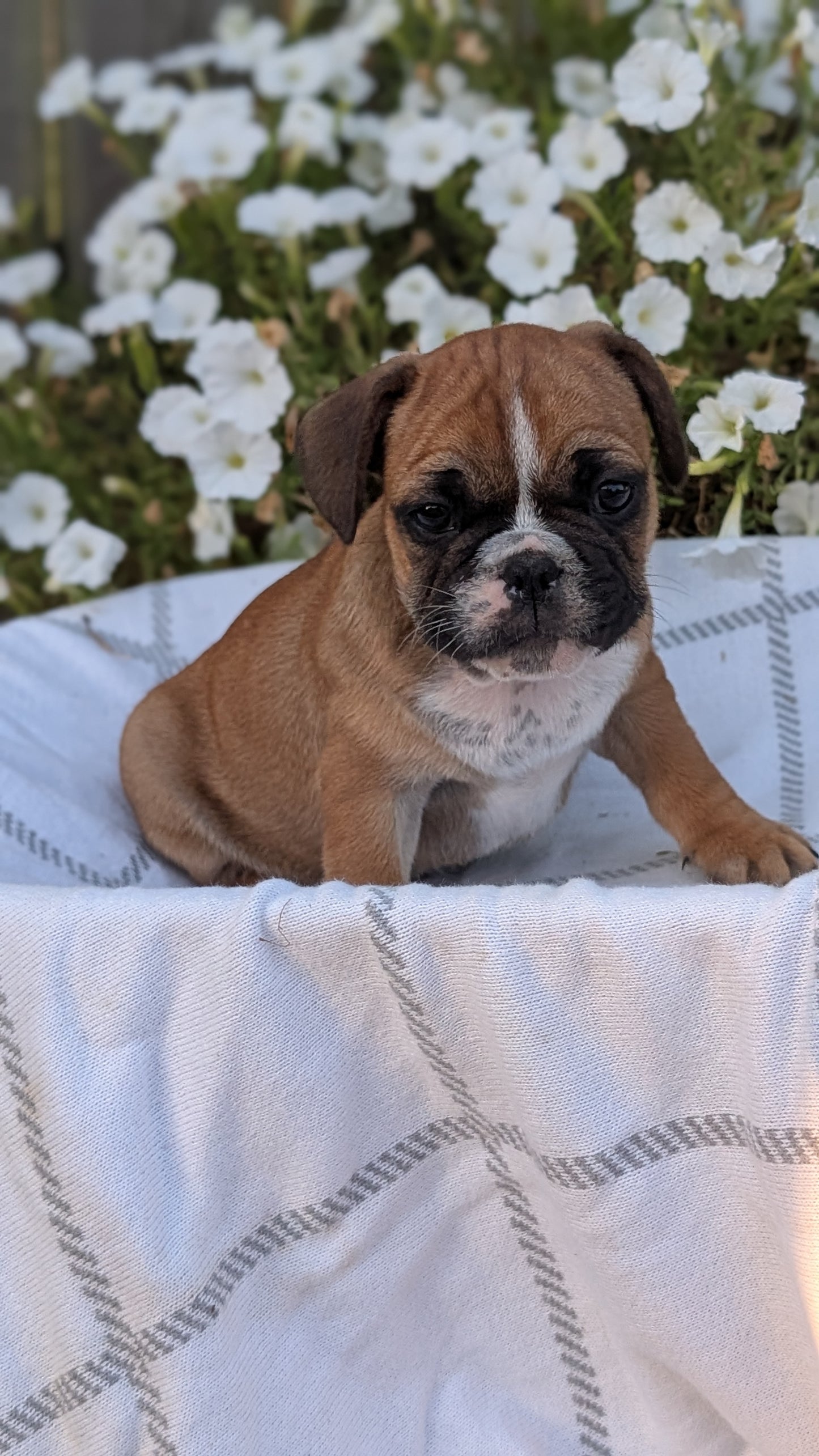 FRENCH BULLDOG (07/15) MALE