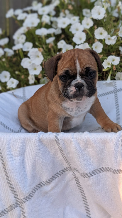 FRENCH BULLDOG (07/15) MALE