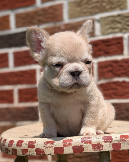 FRENCH BULLDOG (MAR 09) FEMALES