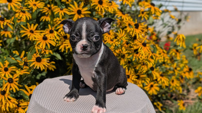 BOSTON TERRIER (JUL 11) 4 FEMALES/4 MALES