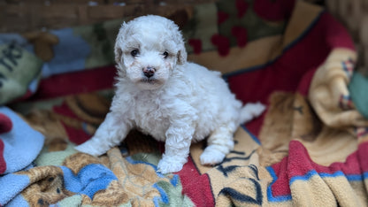 POOCHON (09/30) FEMALE