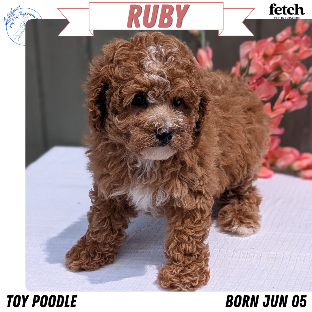 MINI POODLE (JUN 05) FEMALE