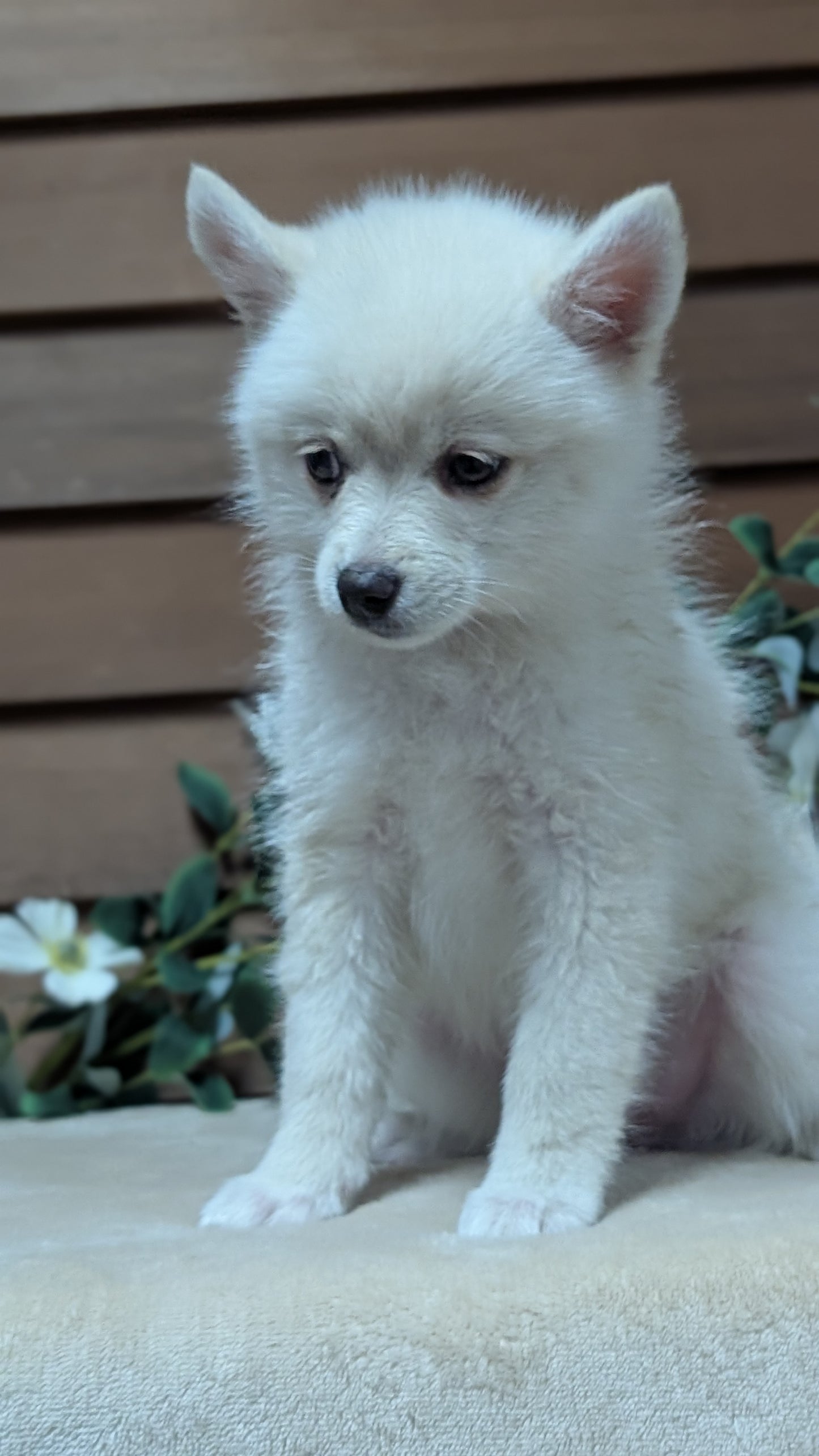 POMSKY (JUL 03) 1 MALE/3 FEMALES