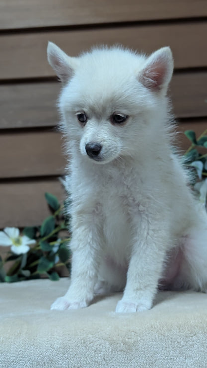 POMSKY (JUL 03) 1 MALE/3 FEMALES