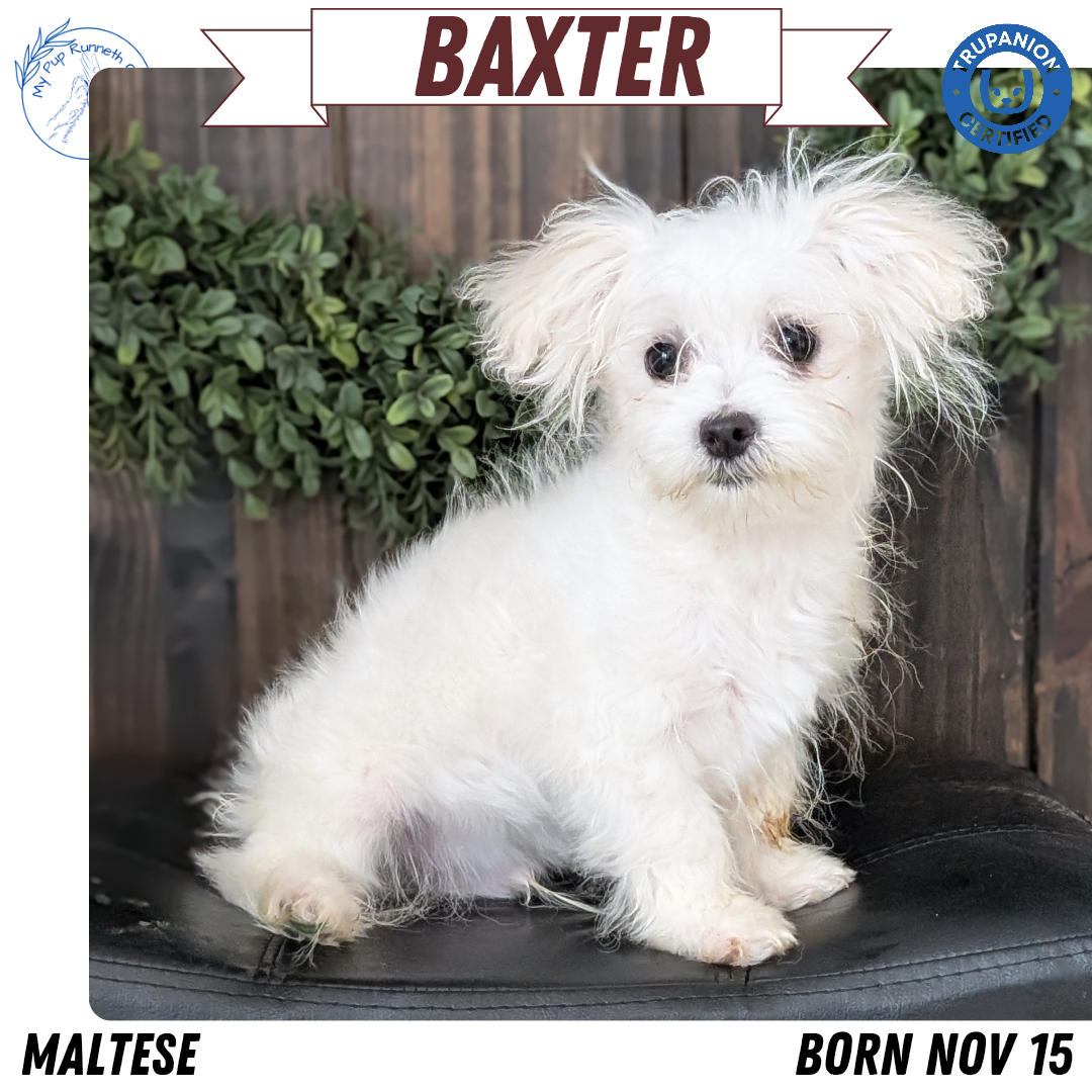 MALTESE (NOV 15) MALES
