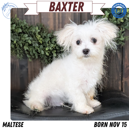 MALTESE (NOV 15) MALES