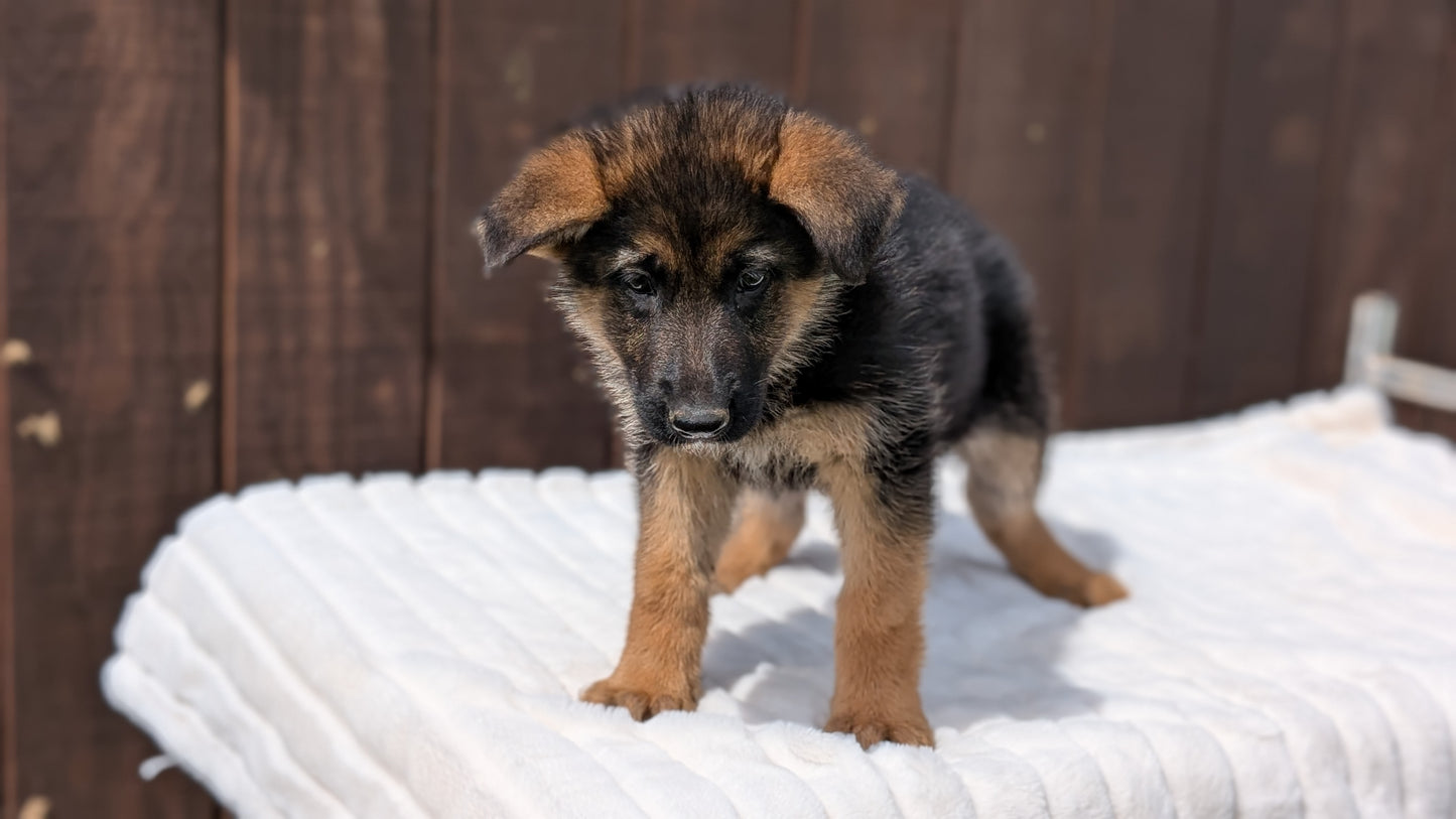 GERMAN SHEPHERD (MAR 28) FEMALE