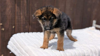GERMAN SHEPHERD (MAR 28) FEMALE