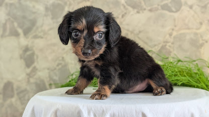 MINI DACHSHUND (APR 29) MALE