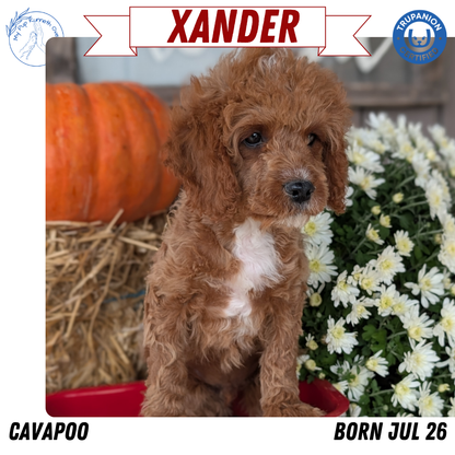 CAVAPOO (07/26) MALE