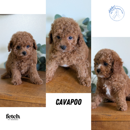 CAVAPOO (JUN 25) FEMALES