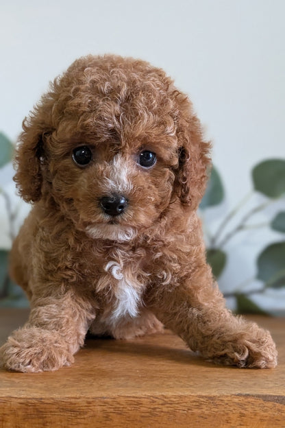 CAVAPOO (JUN 25) FEMALES