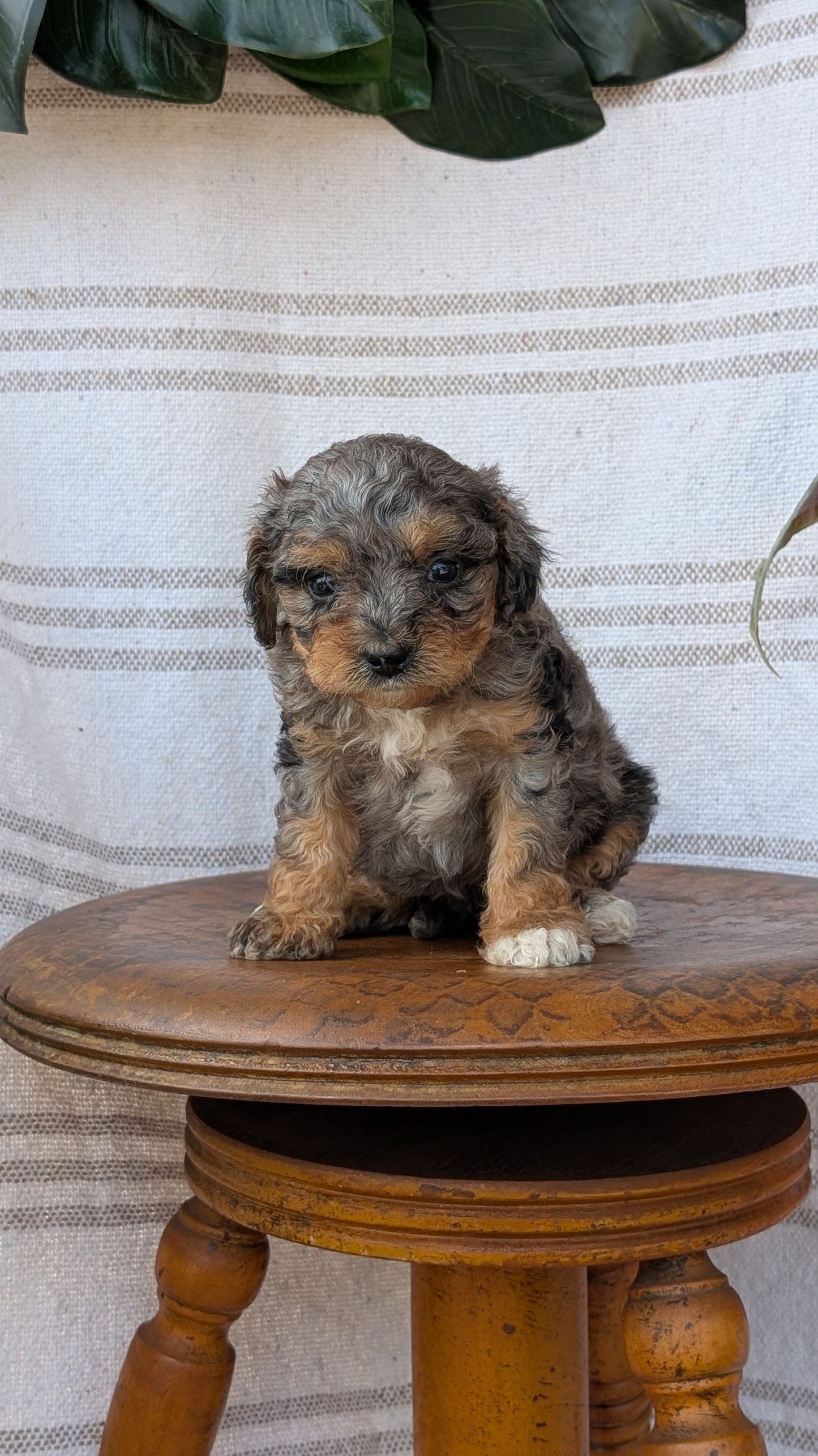 CAVAPOO (MAY 23) FEMALES
