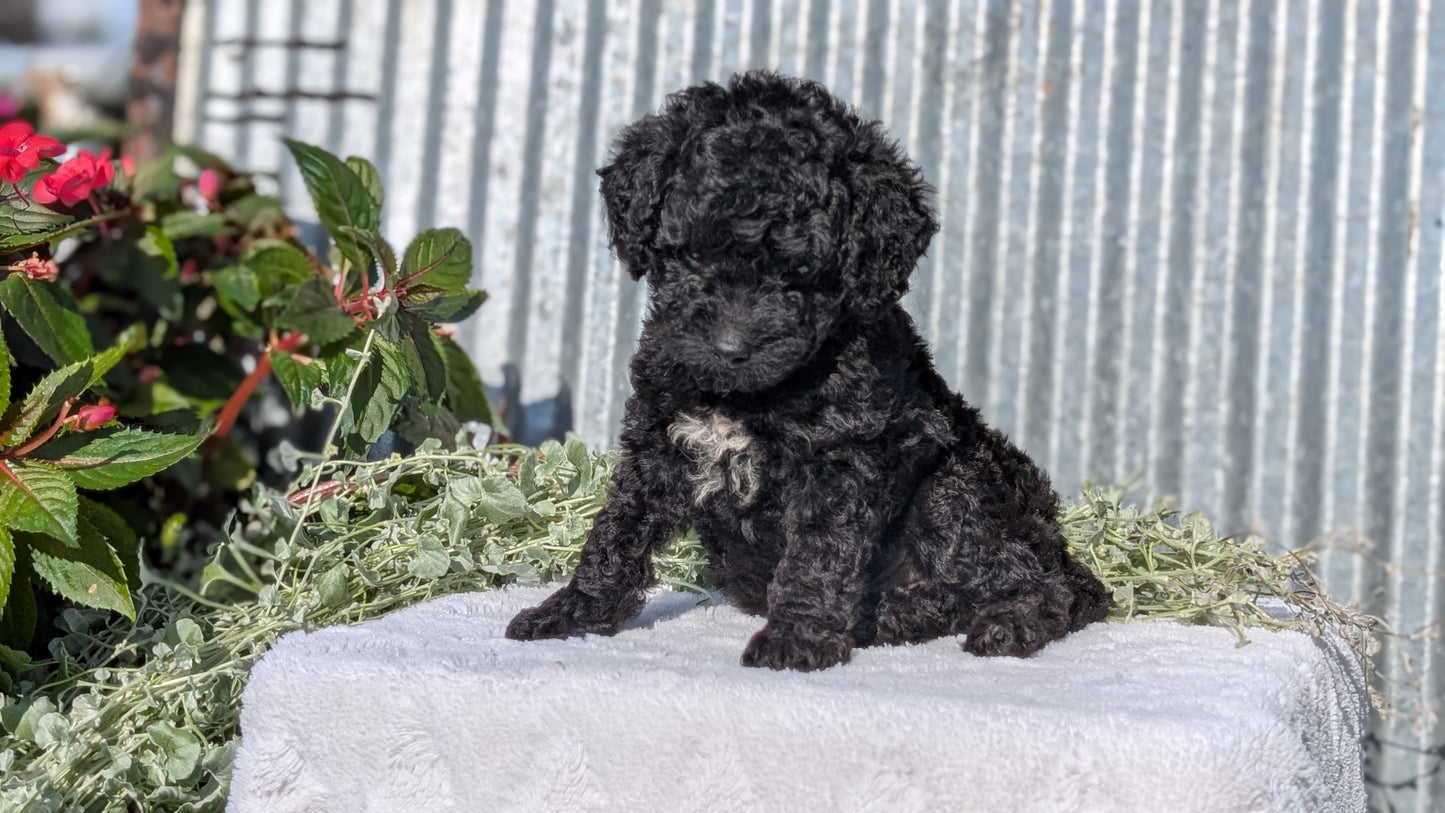 TOY POODLE (07/06) MALE