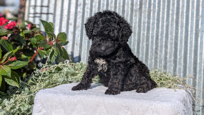 TOY POODLE (07/06) MALE