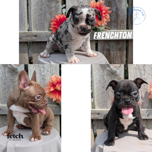 FRENCHTON (JUL 14) 2 MALES/1 FEMALE