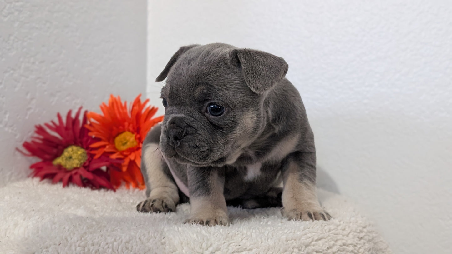 FRENCH BULLDOG (FEB 21) MALES