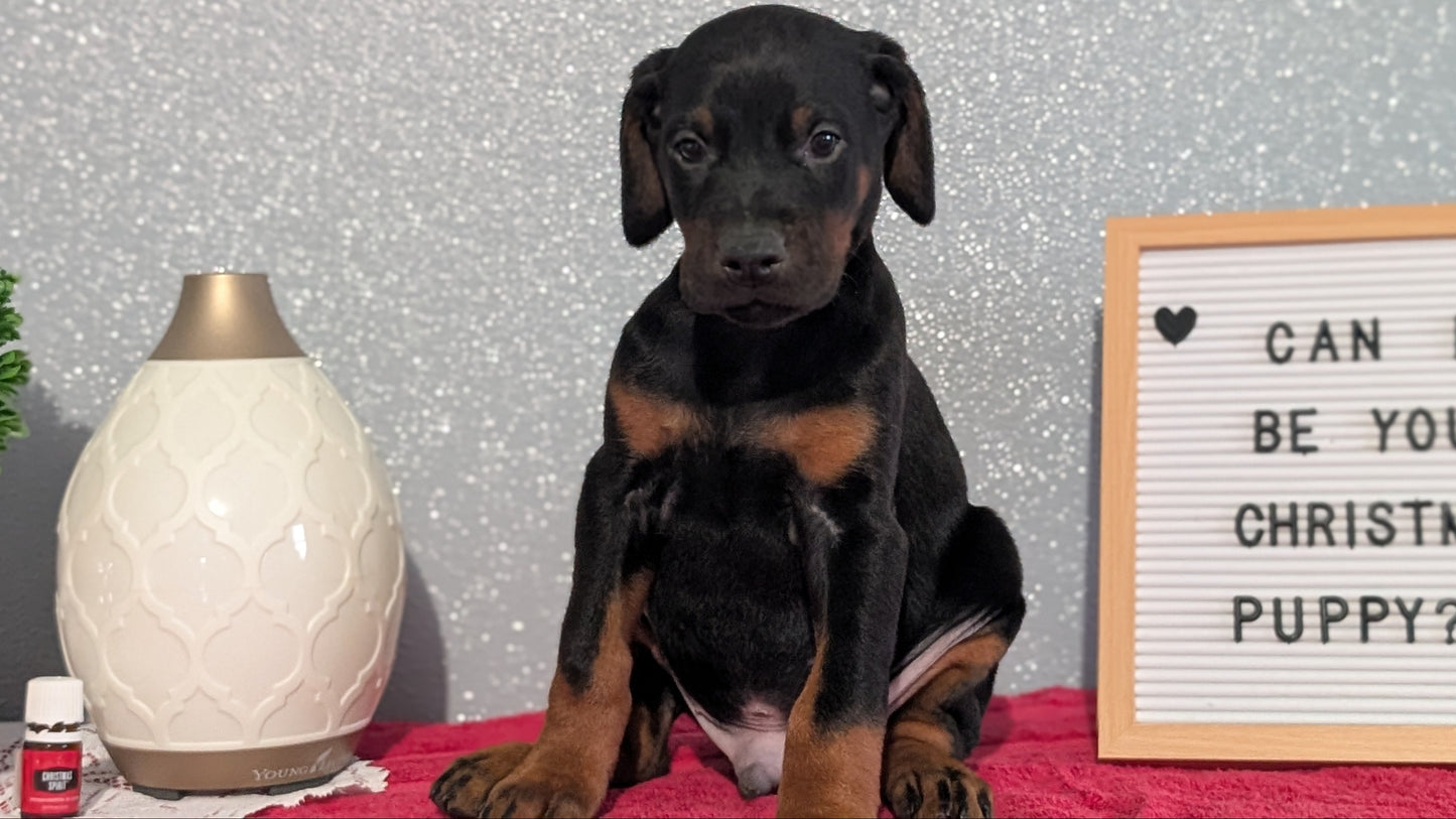 DOBERMAN PINSCHER (OCT 17) MALES