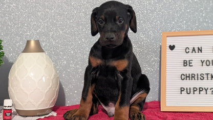 DOBERMAN PINSCHER (OCT 17) MALES