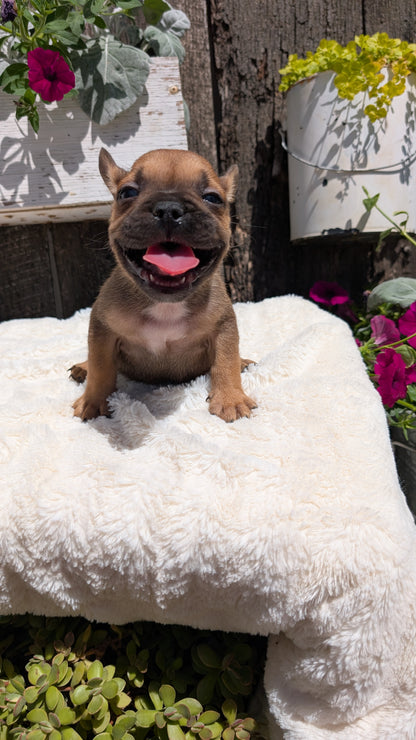 FRENCH BULLDOG (05/07) MALE