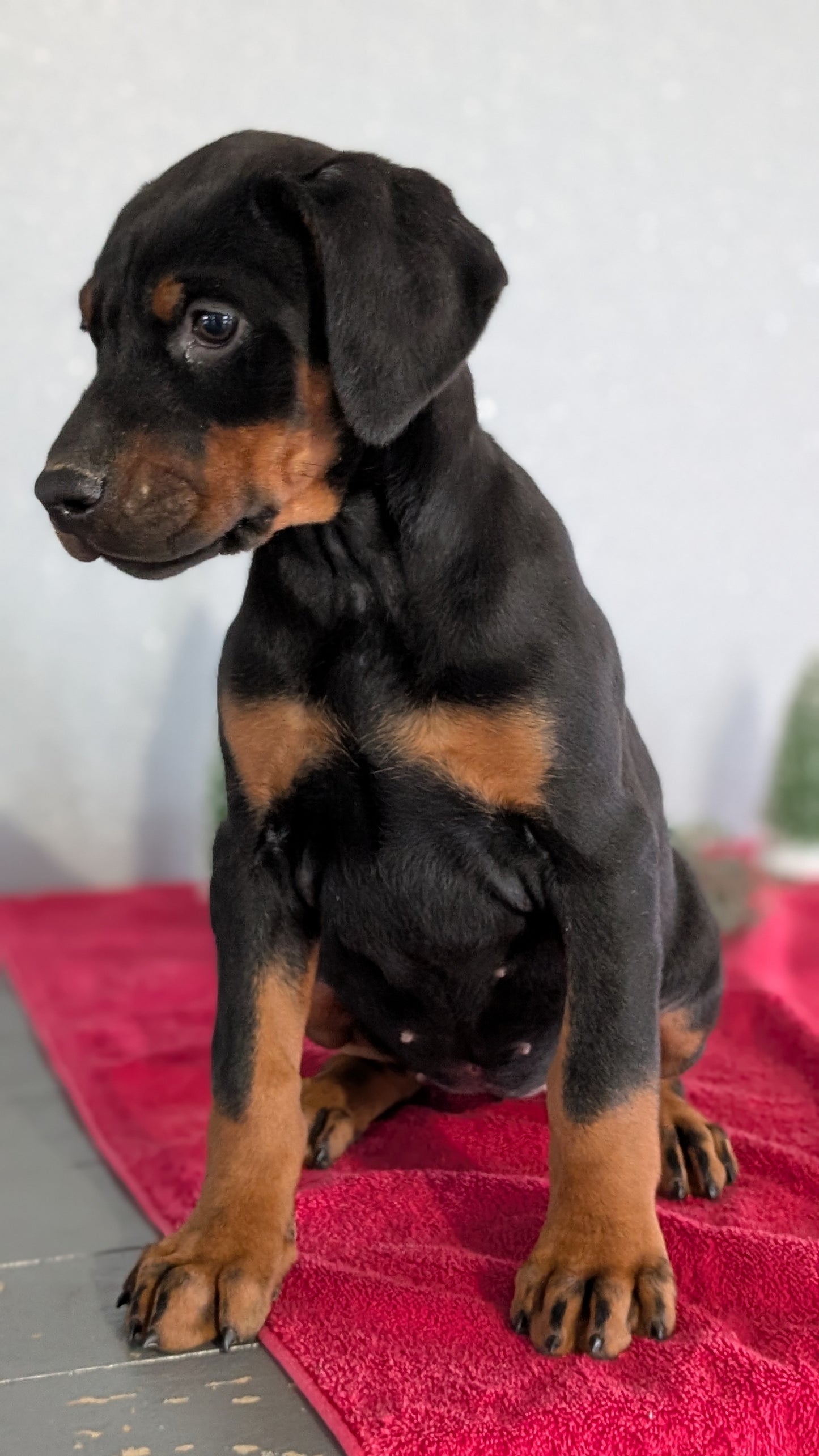 DOBERMAN PINSCHER (OCT 17) FEMALES