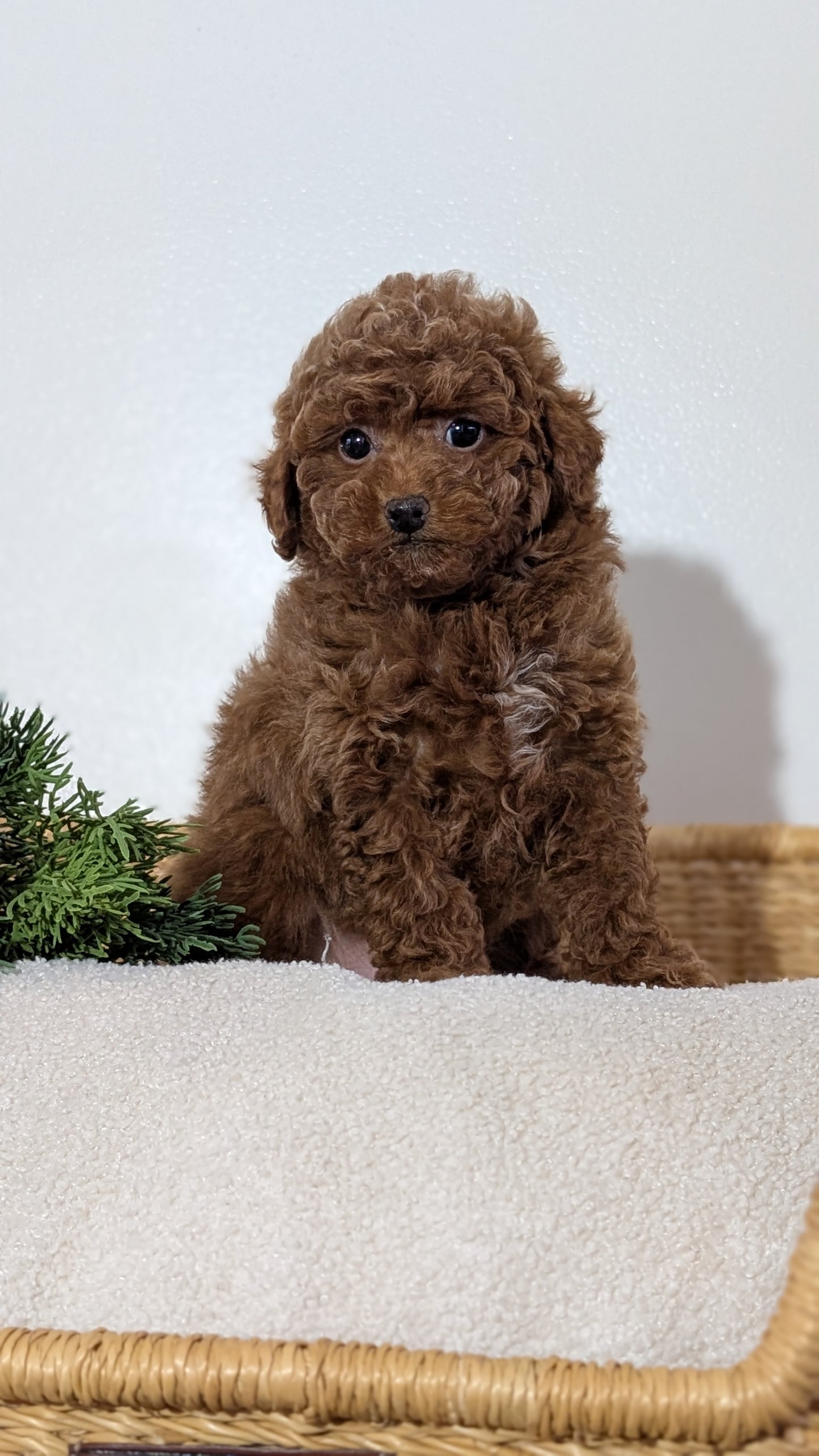 MINI POODLE (NOV 14) MALES