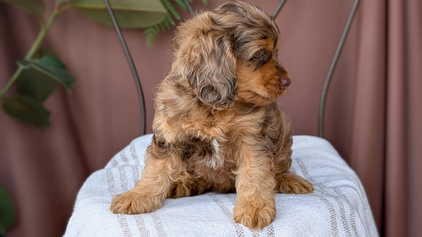 COCKAPOO (MAY 10) MALES