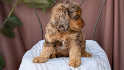COCKAPOO (MAY 10) MALES