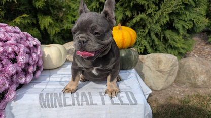 FRENCH BULLDOG (07/03) FEMALE