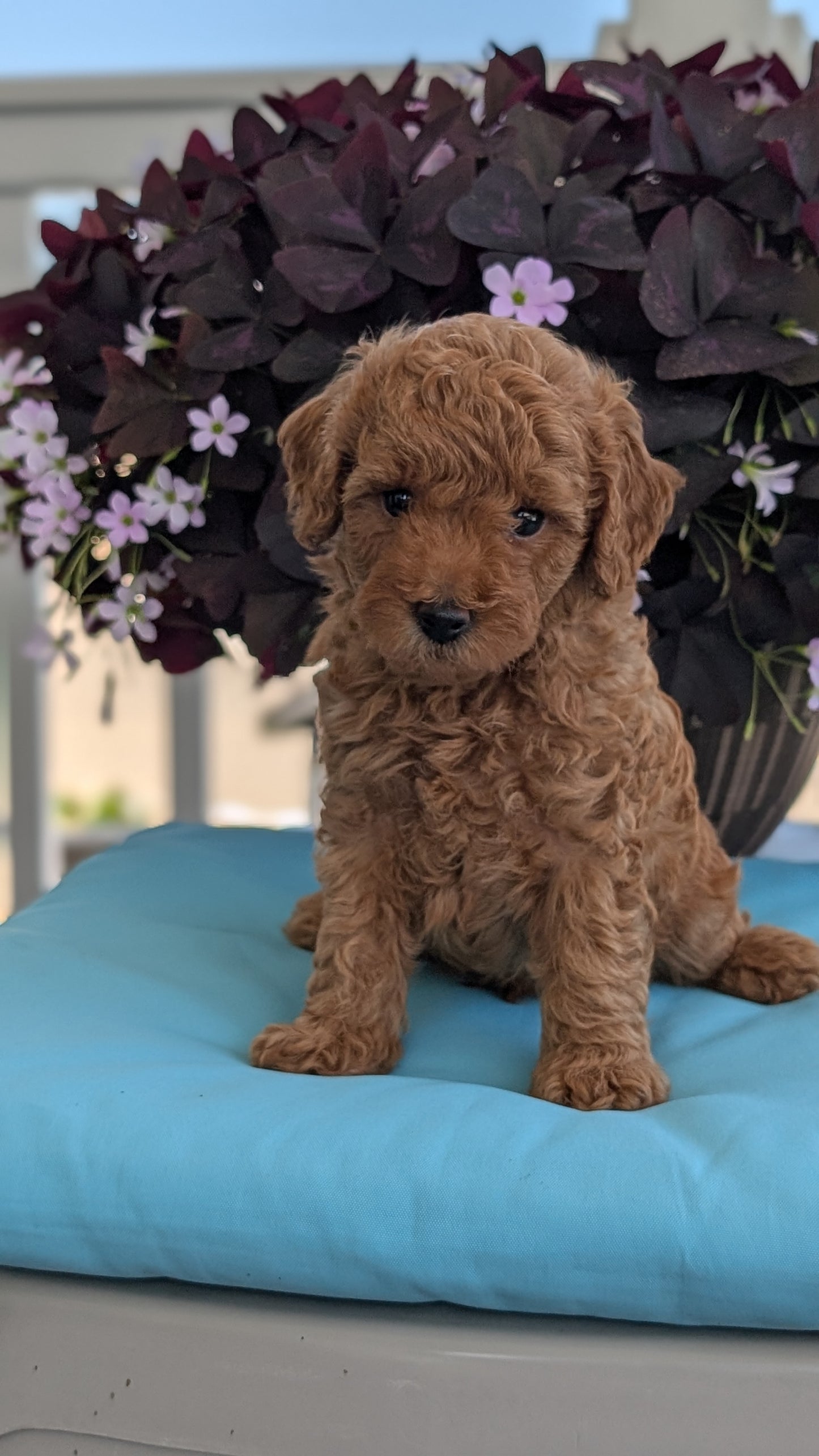 TOY POODLE (MAY 26) MALES