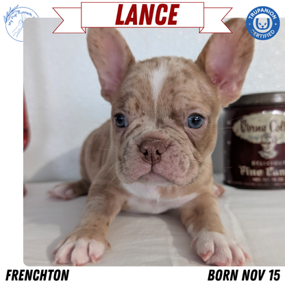 FRENCHTON (NOV 15) MALES