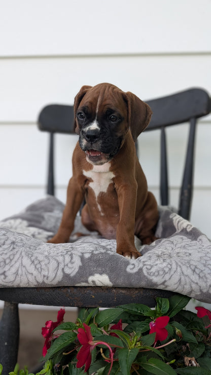 BOXER (JUN 11) MALES