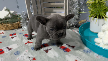 FRENCH BULLDOG (11/07) MALE
