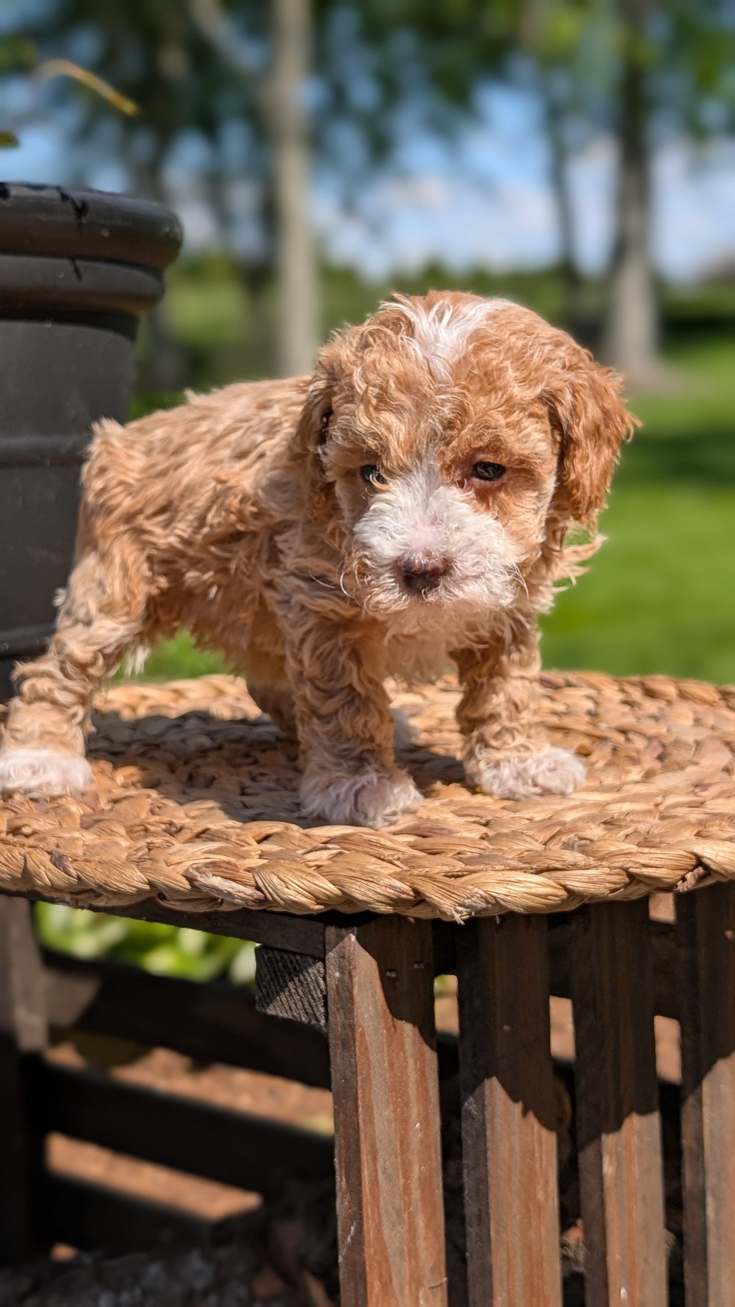 MINI POODLE (APR 03) FEMALES