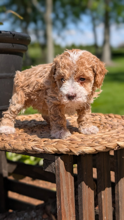 MINI POODLE (APR 03) FEMALES