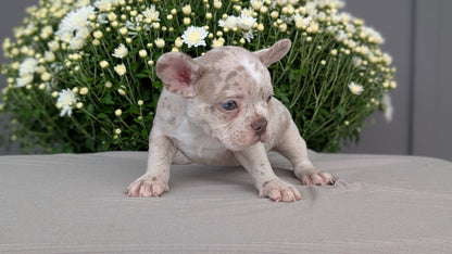 FRENCHTON (JUL 24) 1 FEMALE/1 MALE