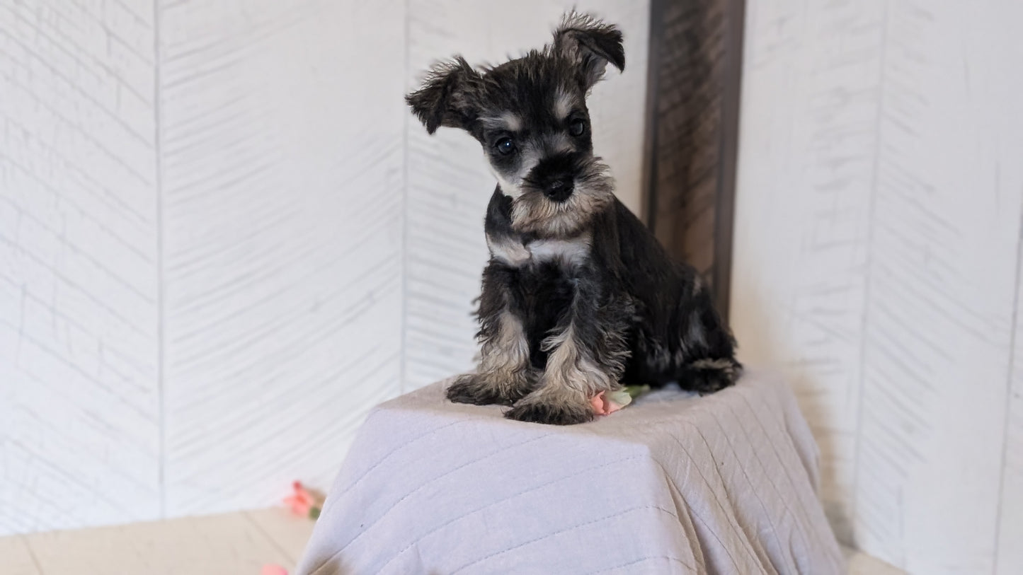 MINI SCHNAUZER (FEB 15) FEMALES