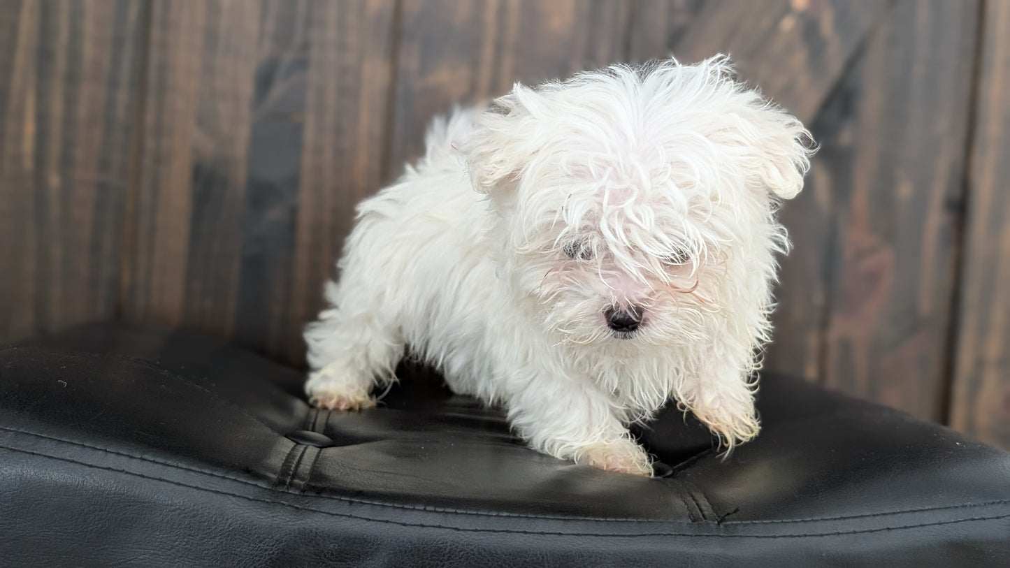 MALTESE (NOV 15) MALES