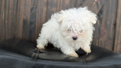 MALTESE (NOV 15) MALES