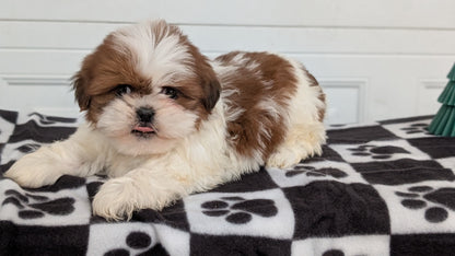 SHIH TZU (NOV 15) MALES